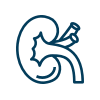 Kidney icon